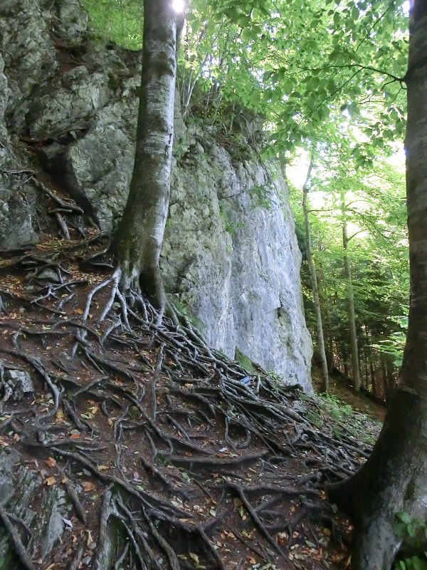Felsfoto: Hohenburg und 38 weitere Felsen im Klettergebiet Benediktenwand ➤ Routen mit Schwierigkeitsgraden f&uuml;r den Fels Hohenburg ➤ Klettertopo & Kletterf&uuml;hrer ➤ 26.05.2026