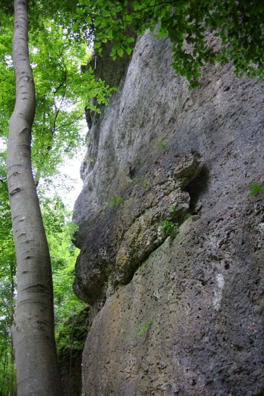 Felsfoto: Hanfplantage und 690 weitere Felsen im Klettergebiet Fränkische Schweiz (Frankenjura) ➤ Routen mit Schwierigkeitsgraden f&uuml;r den Fels Hanfplantage ➤ Klettertopo & Kletterf&uuml;hrer ➤ 19.05.2026