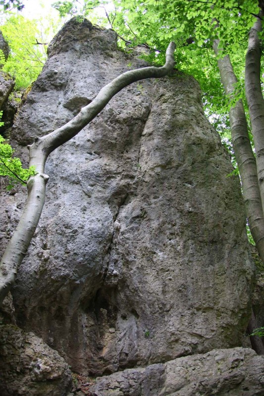 Felsfoto: Kascholong und 690 weitere Felsen im Klettergebiet Fränkische Schweiz (Frankenjura) ➤ Routen mit Schwierigkeitsgraden f&uuml;r den Fels Kascholong ➤ Klettertopo & Kletterf&uuml;hrer ➤ 19.05.2026
