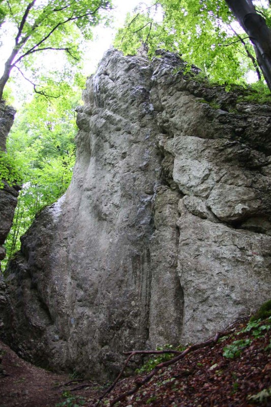 Felsfoto: Würgauer Wand und 690 weitere Felsen im Klettergebiet Fränkische Schweiz (Frankenjura) ➤ Routen mit Schwierigkeitsgraden f&uuml;r den Fels Würgauer Wand ➤ Klettertopo & Kletterf&uuml;hrer ➤ 19.05.2026