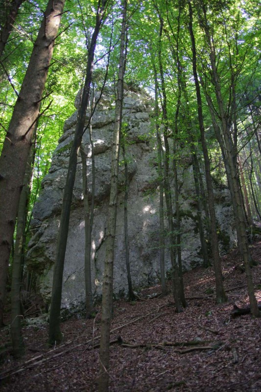 Felsfoto: Kiefernzapfen und 41 weitere Felsen im Klettergebiet Altmühltal (Südliches Frankenjura) ➤ Routen mit Schwierigkeitsgraden f&uuml;r den Fels Kiefernzapfen ➤ Klettertopo & Kletterf&uuml;hrer ➤ 16.07.2026