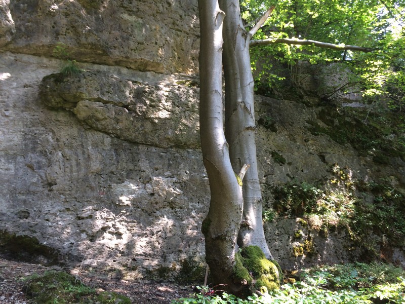 Felsfoto: Gumpenwand und 690 weitere Felsen im Klettergebiet Fränkische Schweiz (Frankenjura) ➤ Routen mit Schwierigkeitsgraden f&uuml;r den Fels Gumpenwand ➤ Klettertopo & Kletterf&uuml;hrer ➤ 19.05.2026
