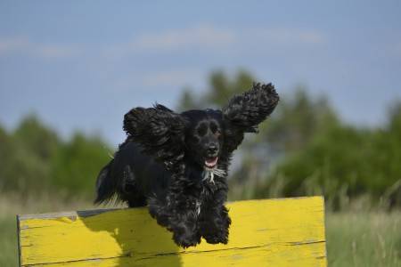 Was macht ein Kletterer mit seinem Hund? Hier mal ein erster Vorschlag!   Eindrehen und Handwechsel planen, Bewegungsabläufe merken und korrekt ausführen